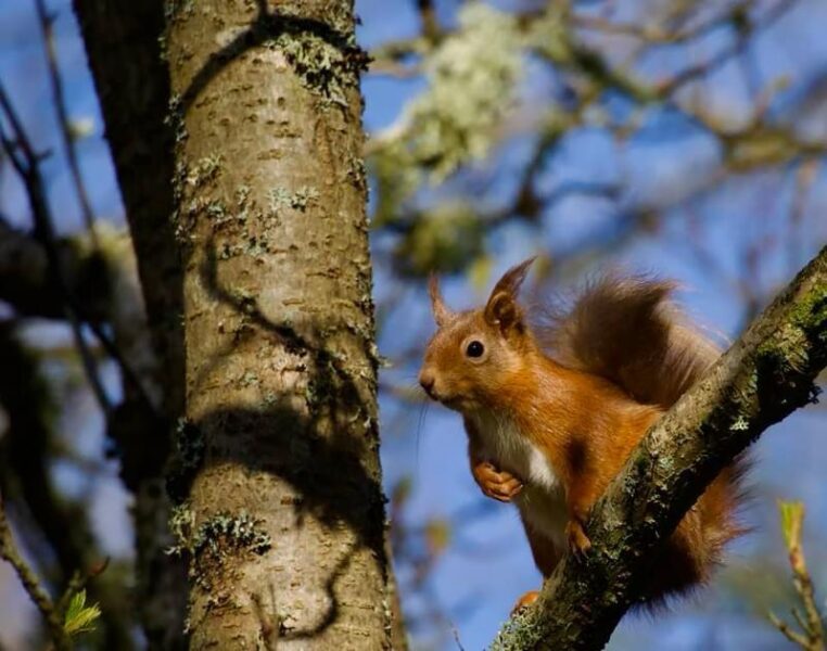 squirrel in the tree