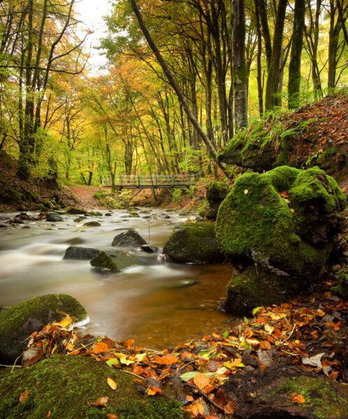 Autumn woodland walk beside a stream and footbridge in the Den of Alyth, Perthshire