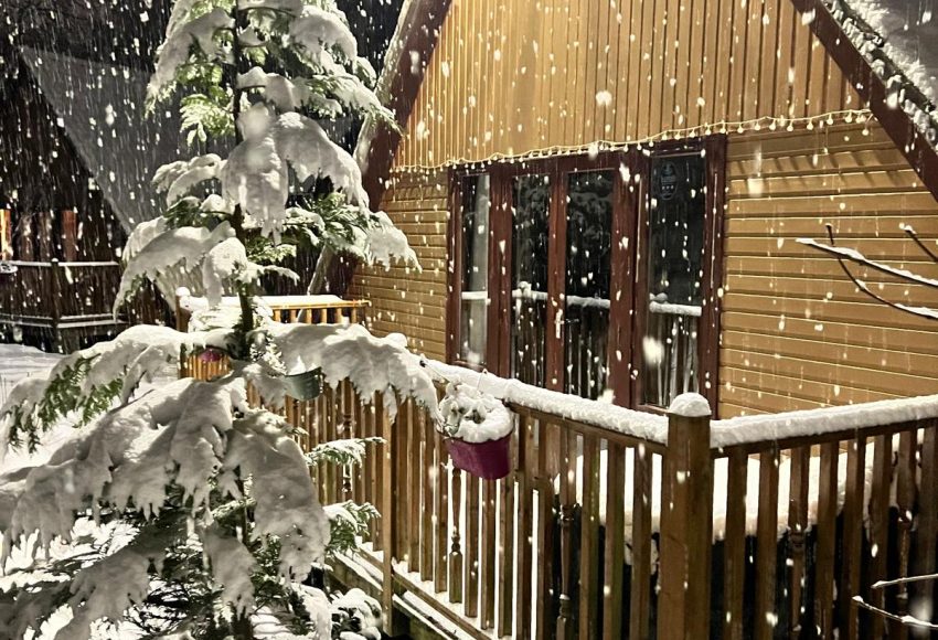 Christmas Tree in Snow